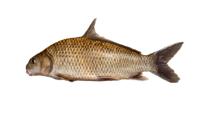 Quillback - Carpiodes cyprinus