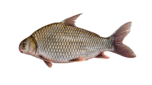 Carpiodes sp. 'Atlantic Highfin Carpsucker'