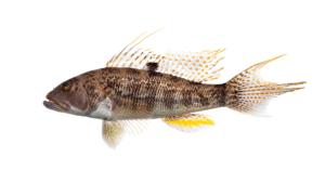 Rock Sea Bass - Centropristis philadelphica