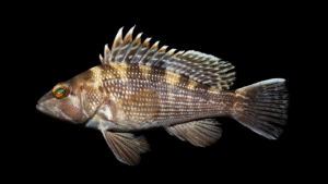 Black Sea Bass - Centropristis striata