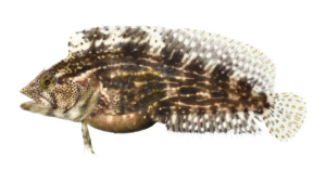 Striped Blenny - Chasmodes bosquianus