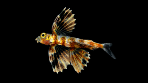 Atlantic Flyingfish - Cheilopogon melanurus
