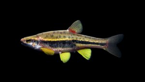 Mountain Redbelly Dace - Chrosomus oreas
