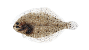 Spotted Whiff - Citharichthys macrops