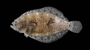 Bay Whiff - Citharichthys spilopterus