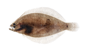 Bay Whiff - Citharichthys spilopterus