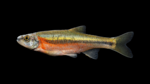 Rosyside Dace - Clinostomus funduloides