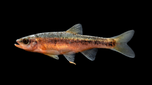 Clinostomus sp. 'Hiwasse' Dace