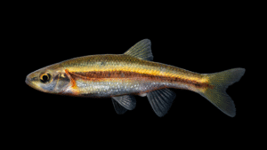 Clinostomus sp. “Smoky” Dace