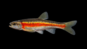 Clinostomus sp. “Smoky” Dace