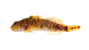 Blue Ridge Sculpin - Cottus caeruleomentum
