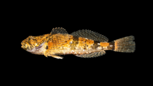 Banded Sculpin - Cottus carolinae