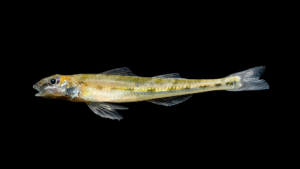 Crystal Darter - Crystallaria asprella