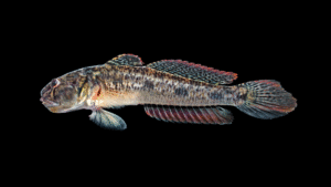 American Freshwater Goby - Ctenogobius shufeldti
