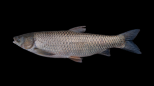 Grass Carp - Ctenopharyngodon idella