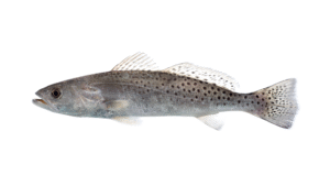 Spotted Seatrout - Cynoscion nebulosus