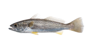 Weakfish - Cynoscion regalis