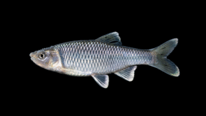 Satinfin shiner - Cyprinella analostana