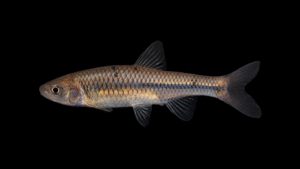 Greenfin Shiner - Cyprinella chloristia