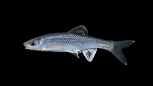Whitefin Shiner - Cyprinella nivea