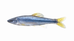 Whitefin Shiner - Cyprinella nivea