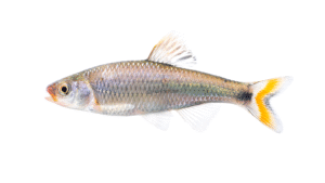Fieryblack Shiner - Cyprinella pyrrhomelas