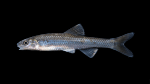 Siouan Thinlip Chub - Cyprinella leptocheilus
