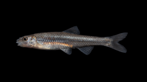 Siouan Thinlip Chub - Cyprinella leptocheilus
