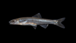 Siouan Thinlip Chub - Cyprinella leptocheilus