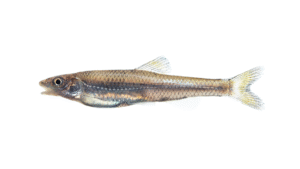 Siouan Thinlip Chub - Cyprinella leptocheilus