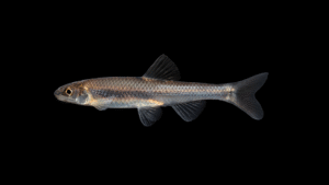 Siouan Thinlip Chub - Cyprinella leptocheilus