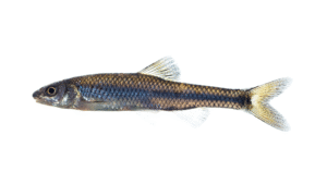 Siouan Thinlip Chub - Cyprinella leptocheilus