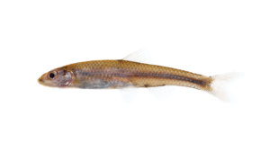 Siouan Thinlip Chub - Cyprinella leptocheilus