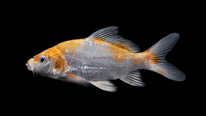 Koi - Cyprinus rubrofuscus