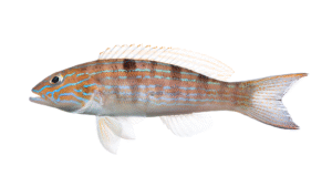Sand Perch - Diplectrum formosum