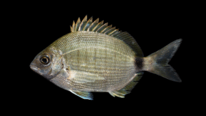 Spottail Pinfish - Diplodus holbrookii