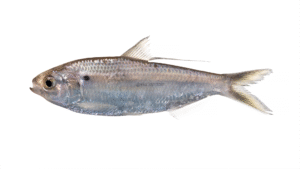 Threadfin Shad - Dorosoma petenense