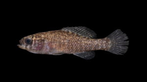 Carolina Pygmy Sunfish - Elassoma beohlkei