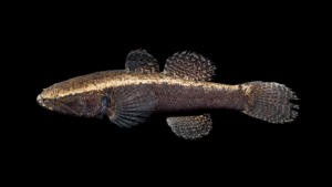 Largescaled Spinycheek Sleeper - Eleotris amblyopsis