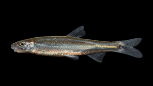 Spotfin Chub - Erimonax monacha
