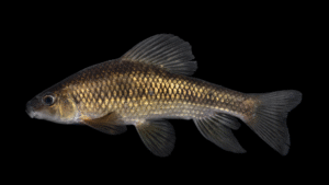 Lake Chubsucker - Erimyzon sucetta