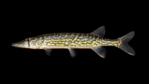 Chain Pickerel - Esox niger