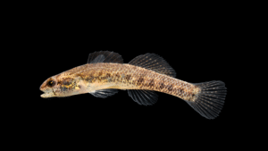 Carolina Darter - Etheostoma collis