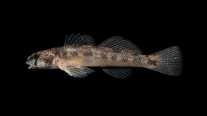 Southern Tesselated Darter - Etheostoma maculaticeps