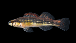 Pinewoods Darter - Etheostoma mariae