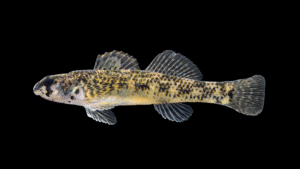 Riverweed Darter - Etheostoma podostemone
