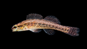Sawcheek Darter - Etheostoma serrifer