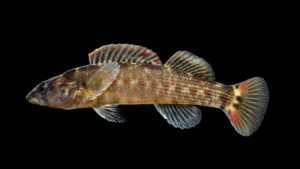 Wounded Dater - Nothonotus vulneratus