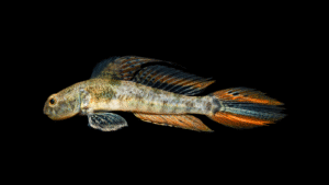 Lyre Goby - Evorthodus lyricus