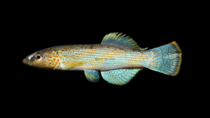 Fundulus cryptocatenatus